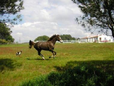 Ferienhaus in Zambujeira do Mar (Alentejo Litoral) oder Ferienwohnung oder Ferienhaus