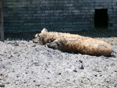 Unsere Wollschweine beim Sonnen!
