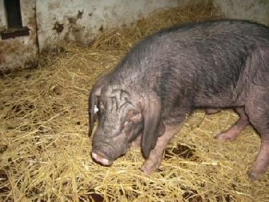 Unser Chinesisches Maskenschwein Bruce Lee