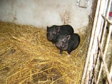 Minischweine Pickeldy und Frederik