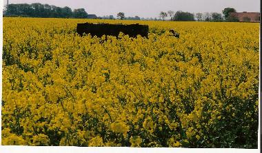 Rapsfeld direkt am Ferienhaus