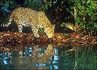 Ferienwohnung in Placencia (Stann Creek) oder Ferienwohnung oder Ferienhaus