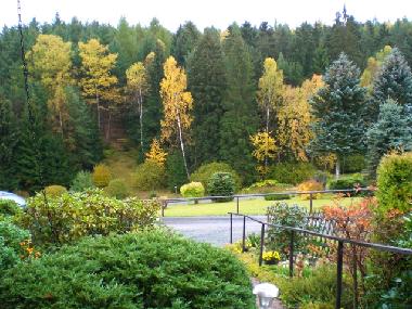 Blick zum nahen Wald(Herbst)