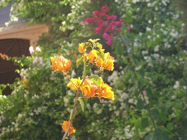 Ferienwohnung in Marrakesch (Marrakech) oder Ferienwohnung oder Ferienhaus