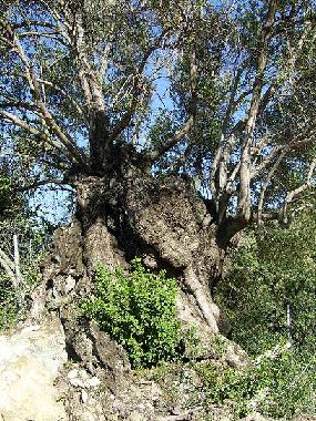 Unser uralter Olivenbaum 