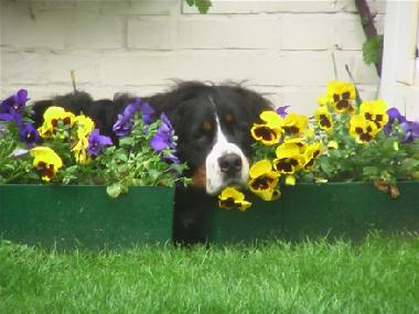 unser steirischer Bernersennenhund SEPPL