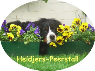 unser steirischer Berner SEPPL
