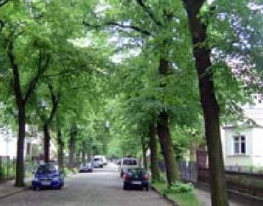 Die Stechlinstrae mit seinen Linden.