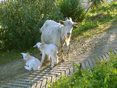 Haustiere auch zum Anfassen