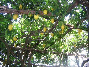 Ferienwohnung in maiori (Salerno) oder Ferienwohnung oder Ferienhaus