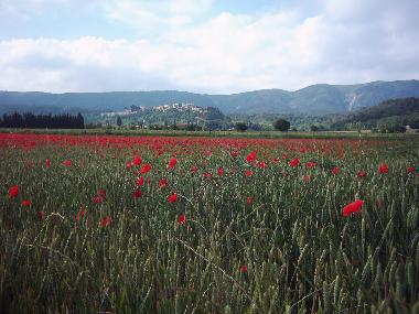 Blick auf Menerbes und den Luberon im Fr�hjahr