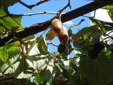 Ferienwohnung in Omis (Splitsko-Dalmatinska) oder Ferienwohnung oder Ferienhaus