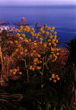 Ferienhaus in Aci trezza - Aci castello (Catania) oder Ferienwohnung oder Ferienhaus