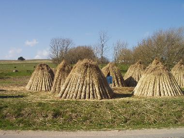 Ferienwohnung in Gro� Zicker (Ostsee-Inseln) oder Ferienwohnung oder Ferienhaus