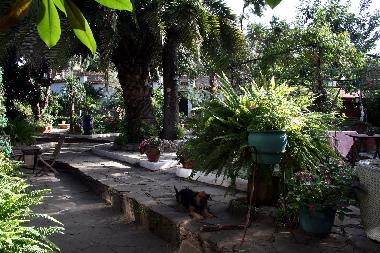 Neben Palmen sind unter anderem auch Zitronenbume zu bestaunen