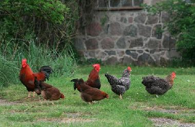 Ferienwohnung in Templin (Uckermark) oder Ferienwohnung oder Ferienhaus