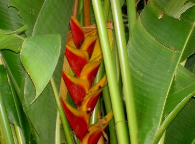 Wilde Bananenpflanze vor dem studio