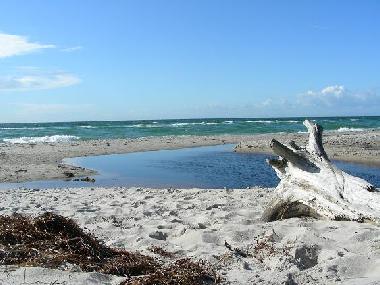 Weststrand - Naturstrand in ca. 4km durch den  Darsser Wald 