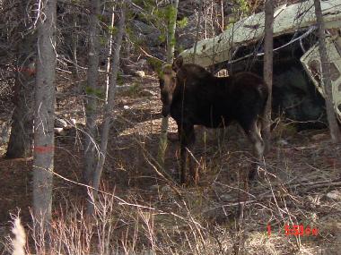 Pension in Silverthorne (Colorado) oder Ferienwohnung oder Ferienhaus