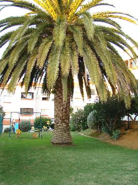 Ferienwohnung in Monte Choro (Algarve) oder Ferienwohnung oder Ferienhaus