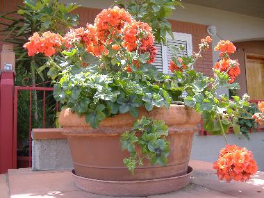 Ferienwohnung in RIPOSTO (Catania) oder Ferienwohnung oder Ferienhaus