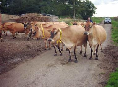 Ferienhaus in Silloth (North West) oder Ferienwohnung oder Ferienhaus