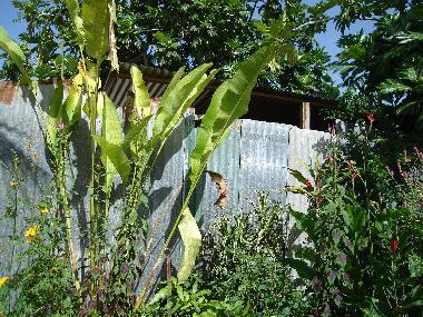 Ferienwohnung in Black Rock (Saint Michael) oder Ferienwohnung oder Ferienhaus