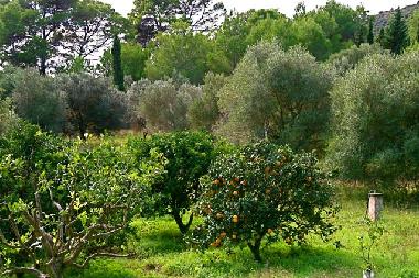 Ferienhaus in Art� / Son Severa (Mallorca) oder Ferienwohnung oder Ferienhaus