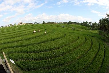 Ferienhaus in Canggu.  (Bali) oder Ferienwohnung oder Ferienhaus