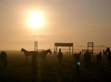 Pferdekoppel Gut Darss  