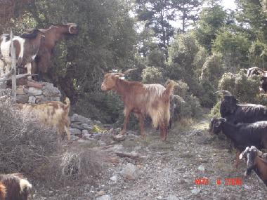 Ferienhaus in Bytina (Arkadia) oder Ferienwohnung oder Ferienhaus