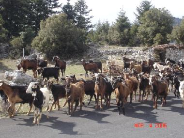 Ferienhaus in Bytina (Arkadia) oder Ferienwohnung oder Ferienhaus
