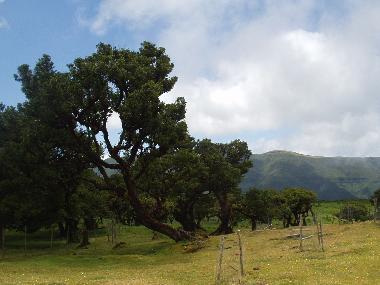 Ferienhaus in calheta (Madeira) oder Ferienwohnung oder Ferienhaus