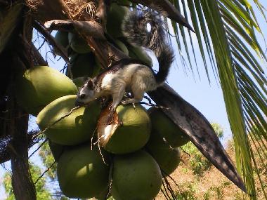 Ferienwohnung in Potrero Beach (Guanacaste) oder Ferienwohnung oder Ferienhaus