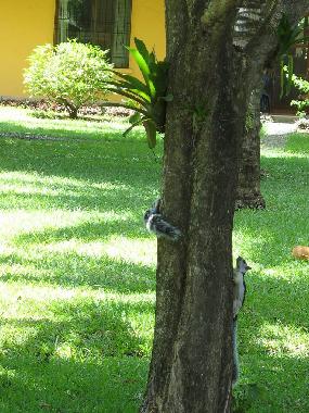 Ferienwohnung in Potrero Beach (Guanacaste) oder Ferienwohnung oder Ferienhaus