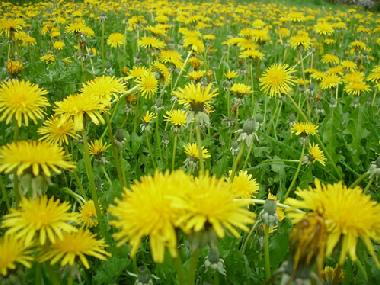 Ferienhaus in Issor (Pyrnes-Atlantiques) oder Ferienwohnung oder Ferienhaus