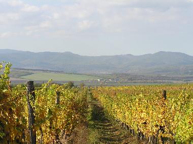 Weinberg