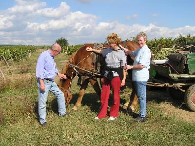 Mit den Gästen auf der Weinlese