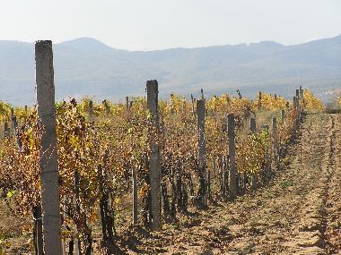Weinberg nach der Weinlese