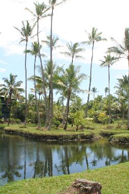 Ferienhaus in Volcano Village (Hawaii) oder Ferienwohnung oder Ferienhaus