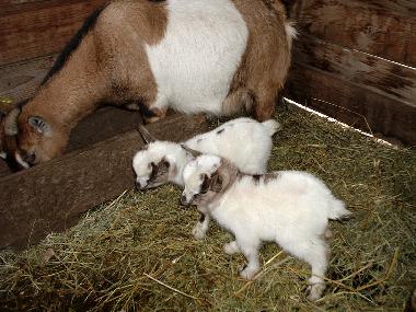 Ferienhaus in reggello (Firenze) oder Ferienwohnung oder Ferienhaus