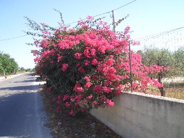 Bouganvilla