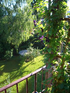 Blick in den Garten