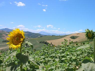 Pension in Carassai (Ascoli Piceno) oder Ferienwohnung oder Ferienhaus
