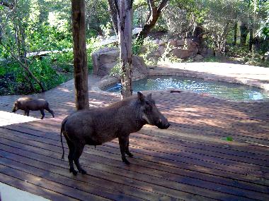 Ferienhaus in Marloth Park (Mpumalanga) oder Ferienwohnung oder Ferienhaus