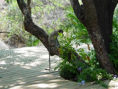 Ferienhaus in Marloth Park (Mpumalanga) oder Ferienwohnung oder Ferienhaus