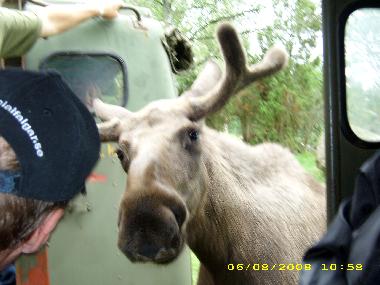 Elch in Tuna, 20 km von uns