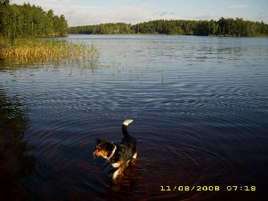 Unser Hund liebt sein morgendliches Bad im Issj�n, ich auch