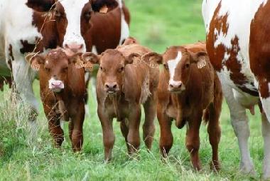 Ferienhaus in Orgnac-sur-Vzre (Corrze) oder Ferienwohnung oder Ferienhaus