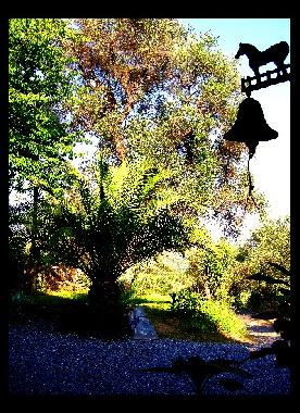 Der Blick vom Hauseingang aus. Der Kiesweg f�hrt auf die Strasse nach Dolcedo